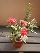 mini bara aka-20210912-01.jpg