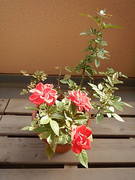 mini bara aka-20210912-02.jpg