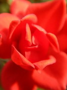 mini bara aka-20210912-15.jpg