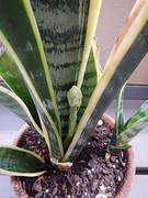 sanseberia 03-20210620-05.jpg