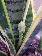 sanseberia 03-20210620-08.jpg