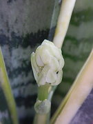 sanseberia 03-20210620-11.jpg