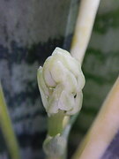 sanseberia 03-20210620-13.jpg